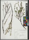 Foto von Salix repens subsp. repens L.